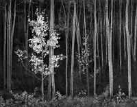Aspens, Northern New Mexico (H) - Large Print Rolled Ansel Adams Exclusives Ansel Adams 
