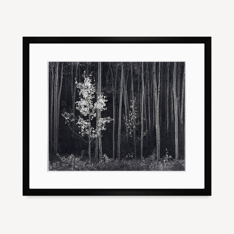 Aspens, Northern New Mexico (H) Shop Ansel Adams Gallery Framed Standard 8x10" Black Wood
