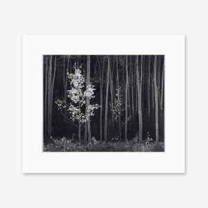 Aspens, Northern New Mexico (H) Shop Ansel Adams Gallery Unframed 8x10" No Color