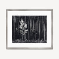Aspens, Northern New Mexico (H) Shop Ansel Adams Gallery Framed Standard 8x10" White Wood