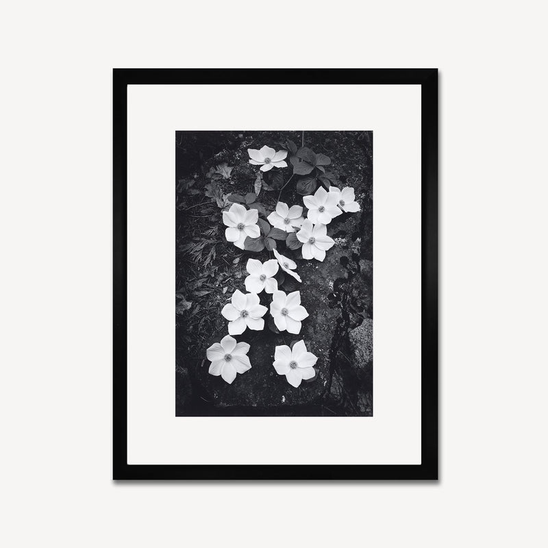 Dogwood Blossoms Shop Ansel Adams Gallery Framed Standard 8x10" Black Wood