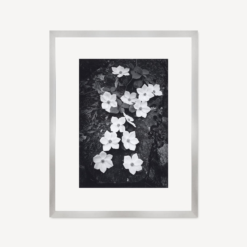 Dogwood Blossoms Shop Ansel Adams Gallery Framed Standard 8x10" German Silver Metal