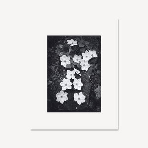 Dogwood Blossoms Shop Ansel Adams Gallery Framed Standard 8x10" White Wood