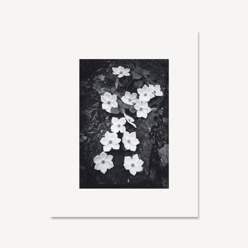 Dogwood Blossoms Shop Ansel Adams Gallery Framed Standard 8x10" White Wood