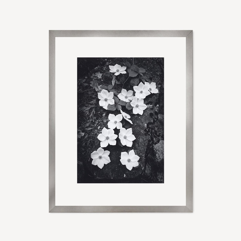 Dogwood Blossoms Shop Ansel Adams Gallery Framed Standard 8x10" Graphite Metal