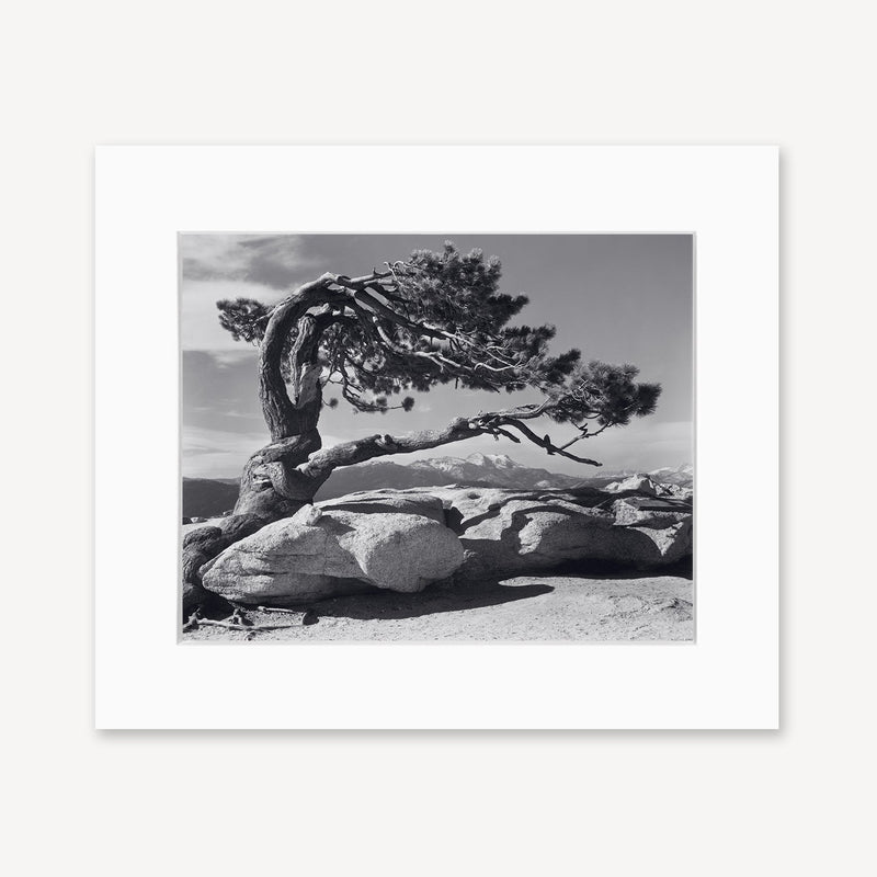 Jeffrey Pine Shop Ansel Adams Gallery Framed Standard 8x10" White Wood