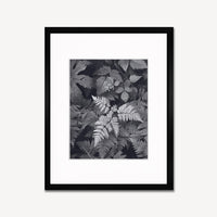 Leaves, Mt. Rainier Shop Ansel Adams Gallery Framed Standard 8x10" Black Wood