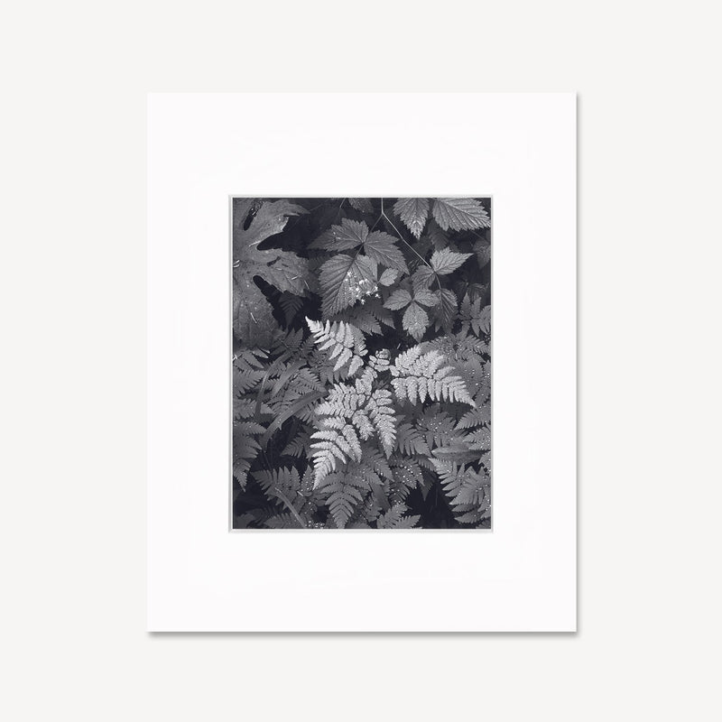 Leaves, Mt. Rainier Shop Ansel Adams Gallery Framed Standard 8x10" White Wood