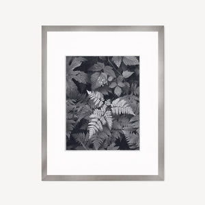 Leaves, Mt. Rainier Shop Ansel Adams Gallery Framed Standard 8x10" Graphite Metal