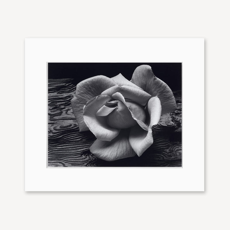 Rose and Driftwood Shop Ansel Adams Gallery Framed Standard 8x10" White Wood