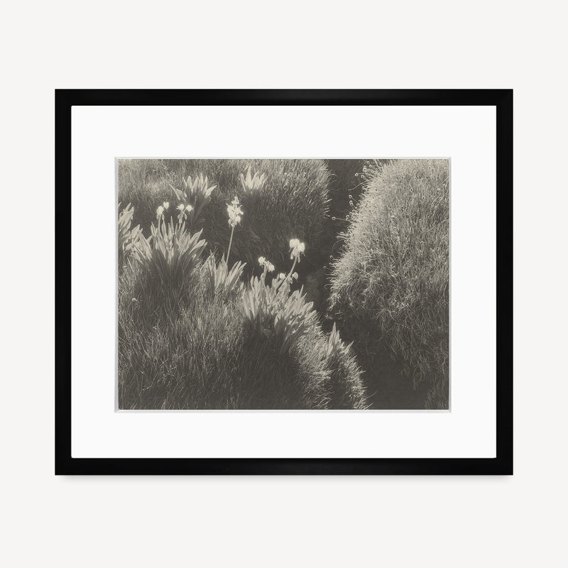 Sierra Meadow Shop Ansel Adams Gallery Framed Standard 8x10" Black Wood