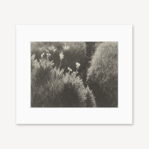 Sierra Meadow Shop Ansel Adams Gallery Framed Standard 8x10" White Wood