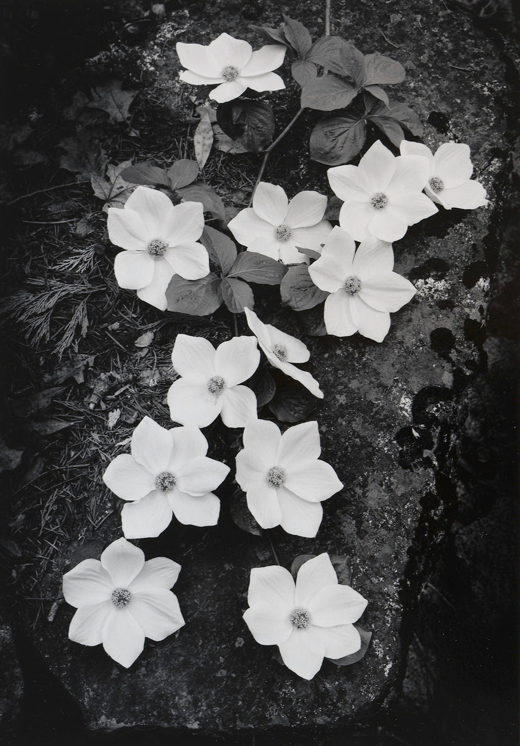 Dogwood Blossoms Ansel Adams Gallery 