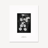Dogwood Blossoms Shop Ansel Adams Framed Standard Premium Gray Welded Frame 