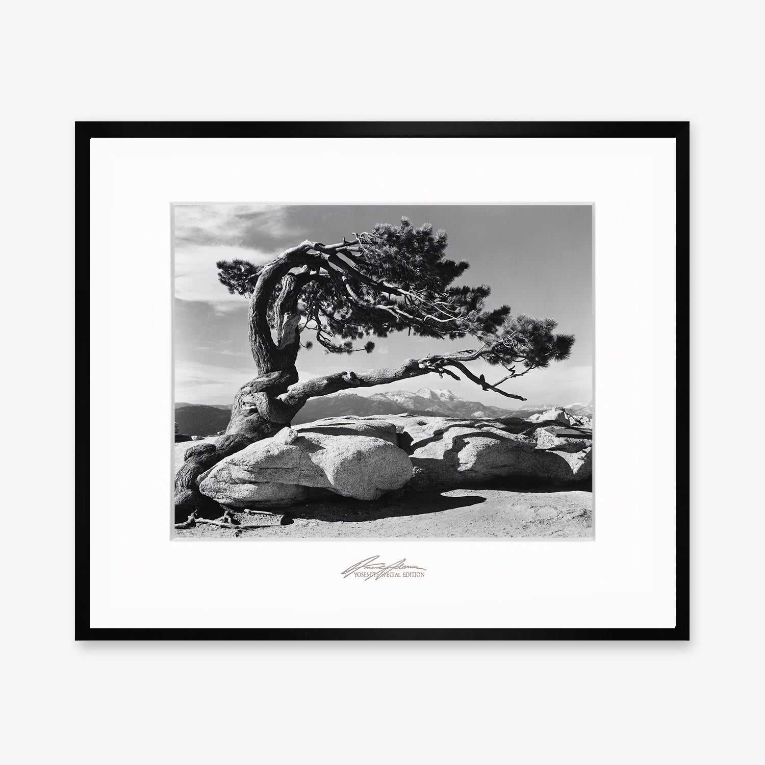 Adam Death Tree Ansel Adams Pine Tree