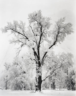 Oak Tree, Snowstorm Shop Ansel Adams 