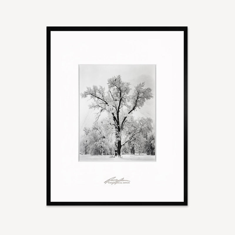 Oak Tree, Snowstorm Shop Ansel Adams Framed Standard Matte Black Metal 