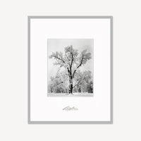 Oak Tree, Snowstorm Shop Ansel Adams Framed Standard Premium Gray Welded Frame 