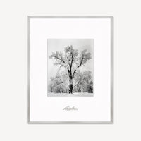 Oak Tree, Snowstorm Shop Ansel Adams Framed Standard German Silver Metal 