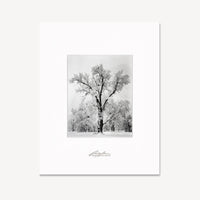 Oak Tree, Snowstorm Shop Ansel Adams Unframed No Color 