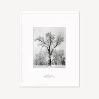 Oak Tree, Snowstorm Shop Ansel Adams 