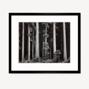 Redwoods, Bull Creek Flat Shop_Repro_MR Ansel Adams Gallery Framed Standard 8x10" Black Wood