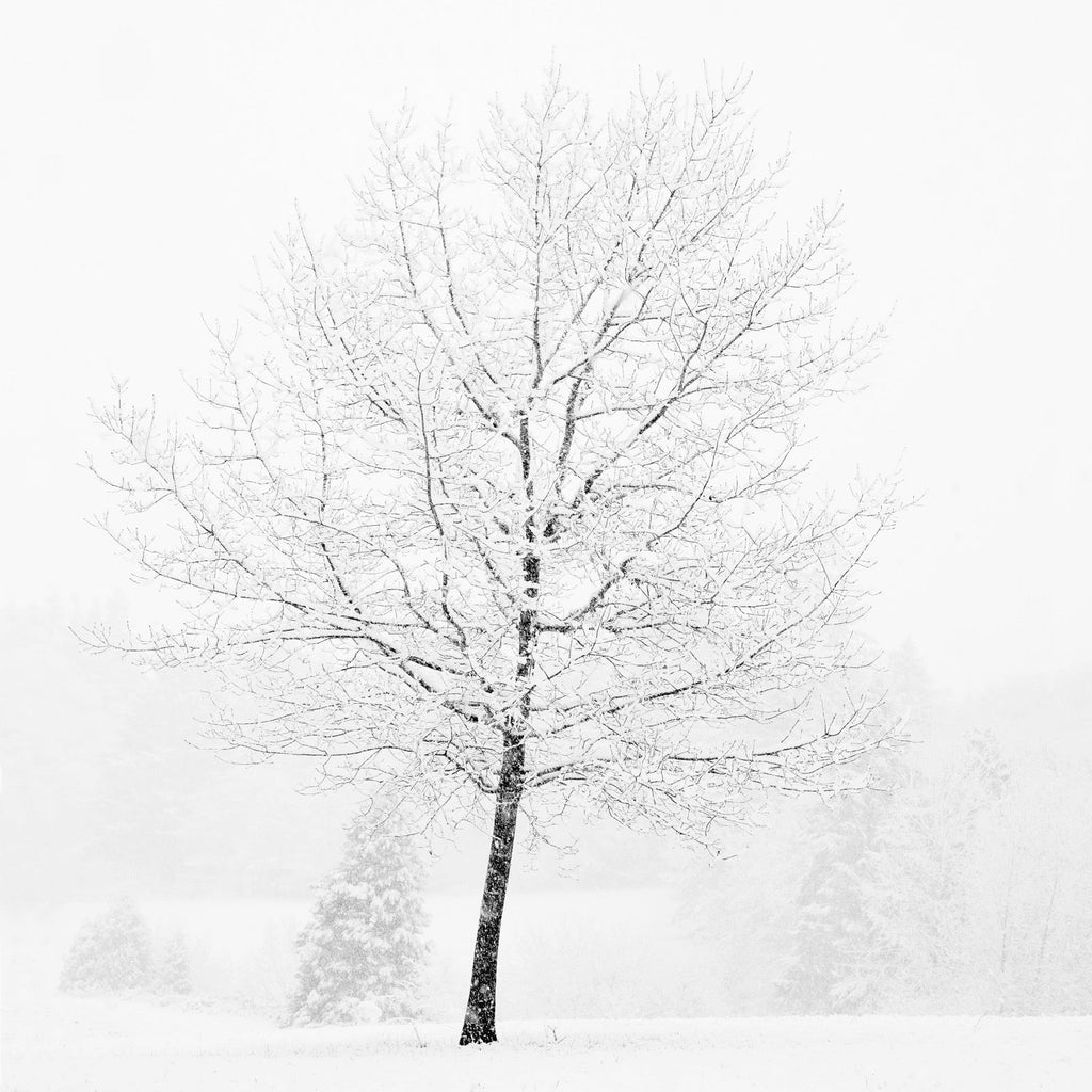 Lone Tree in Snow Shop Jeffrey Conley 20"x20" 