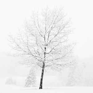 Lone Tree in Snow Shop Jeffrey Conley 20"x20" 