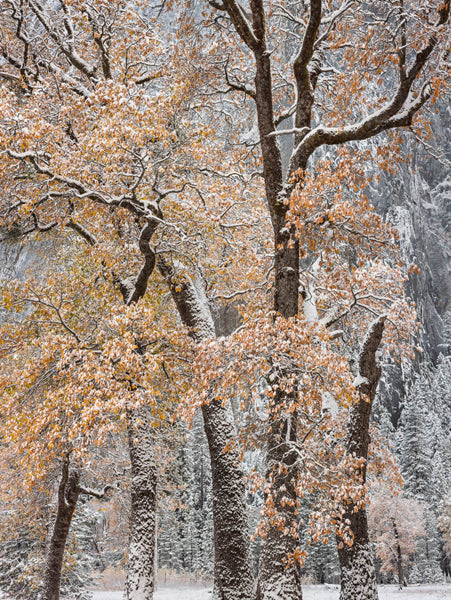 Autumn Snow and Black Oaks, Yosemite Shop Charles Cramer 