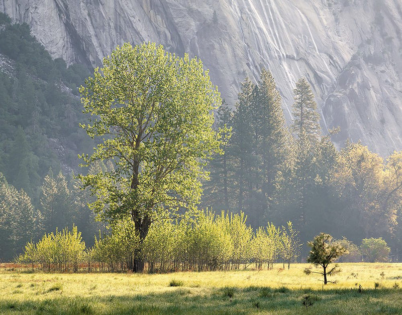 Spring Morning, Ahwahnee Meadow, Yosemite <b>CONTEMPORARY ART</b> Charles Cramer 