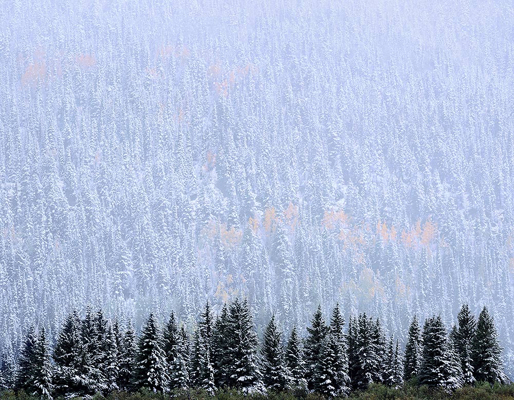 Evergreen and Aspen, Autumn Snow near Telluride Shop Charles Cramer 
