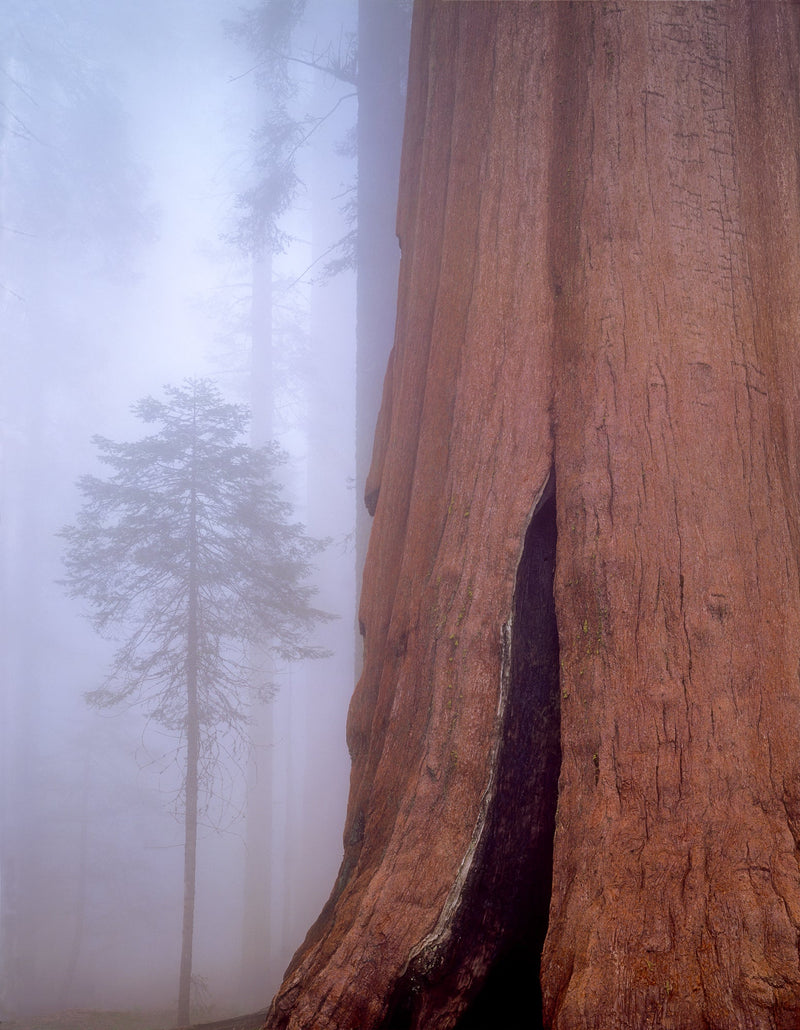 Giant Sequoia and Fir Tree in the Fog, Sequoia National Park, California, 1993 Shop William Neill 11"x14" 