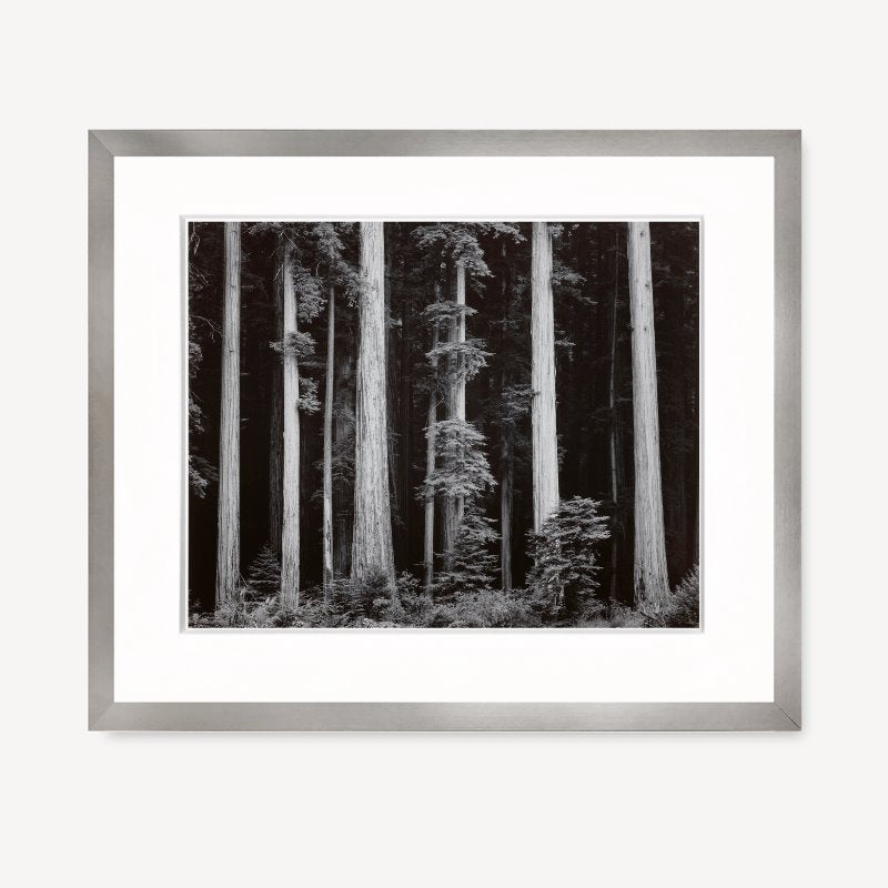 Redwoods, Bull Creek Flat Shop_Repro_MR Ansel Adams Gallery Framed Standard 8x10" Graphite Metal