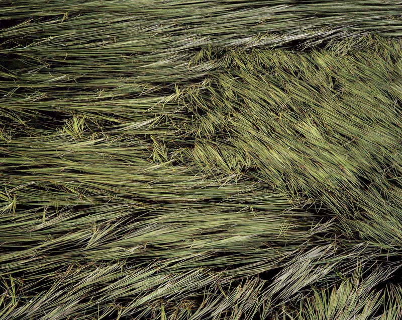 Grasses in Pond, Near Chitna, Alaska Shop Charles Cramer 