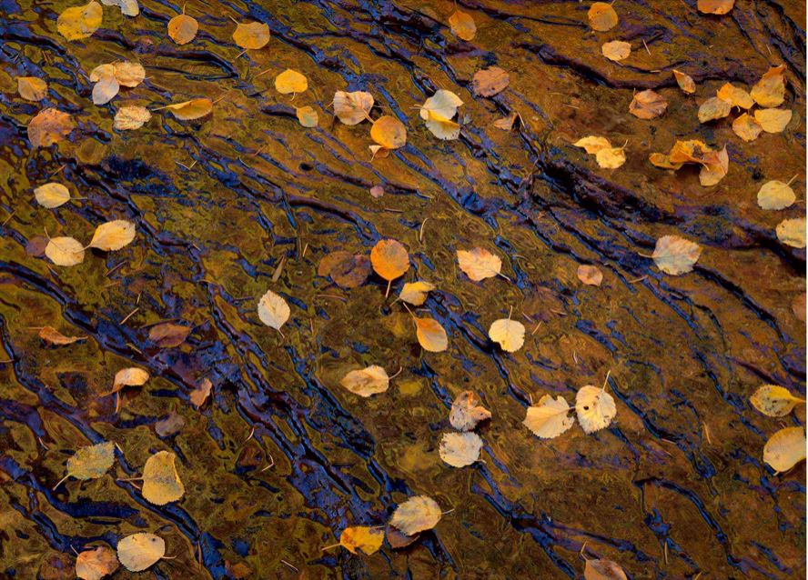 Leaves, Slick Rock, Zion Shop Charles Cramer 