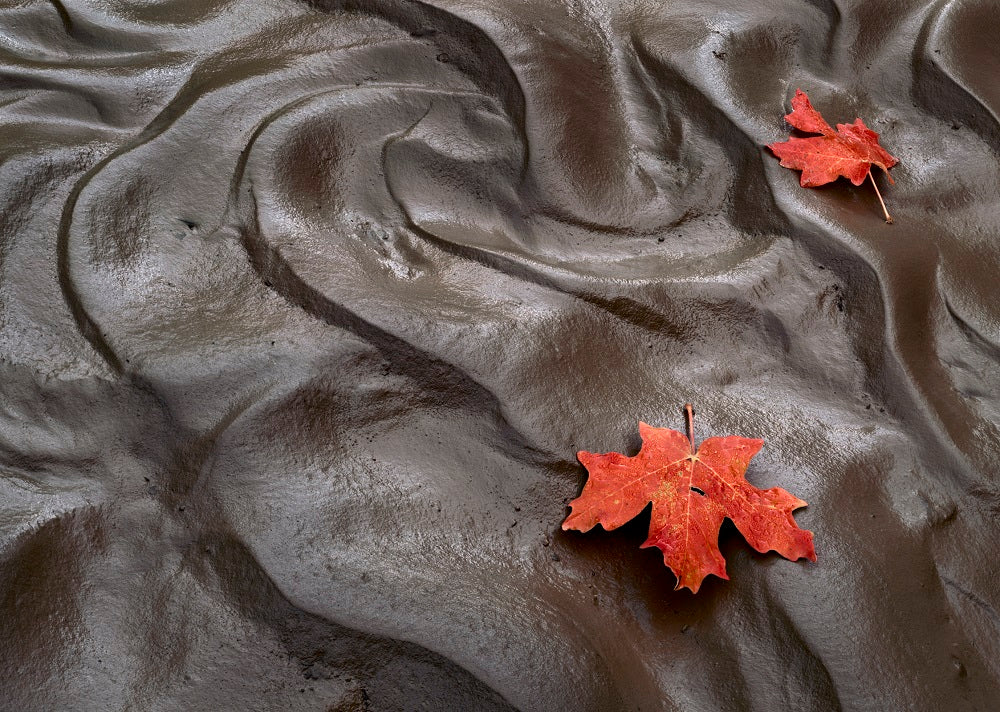 Maple Leaves, Mud, Clear Creek, Zion Shop Charles Cramer 
