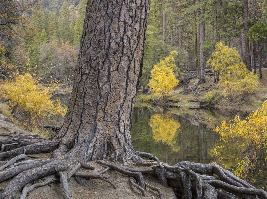 Massive Ponderosa Pine along Merced Shore, Autumn, Yosemite Shop Charles Cramer 