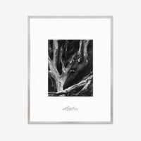 Sequoia Roots Shop Ansel Adams Framed Standard German Silver Metal 