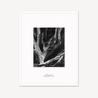 Sequoia Roots Shop Ansel Adams Framed Standard White Wood 