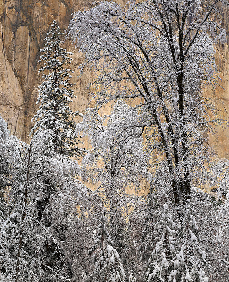 Snow-Covered Trees, El Capitan, Winter Morning Shop Charles Cramer 