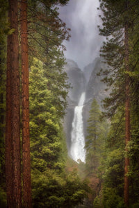 The Mighty Ponderosa, Yosemite Shop Charlotte Gibb 15 x 22" 