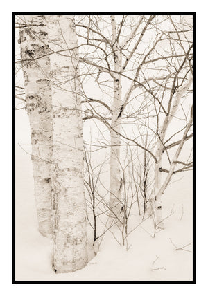 Trees and Snow, Hokkaido, Japan, 2020 Shop Kerik Kouklis 