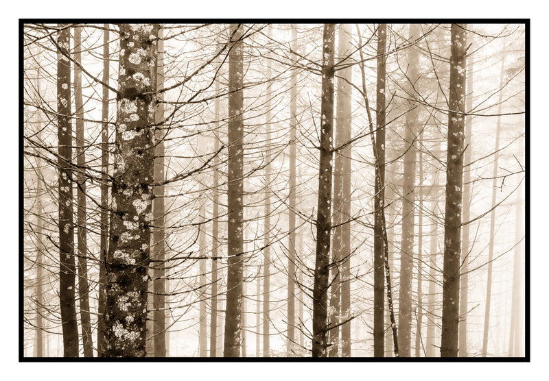 Trees in Fog, Schwangau, Germany, 2022 Shop Kerik Kouklis 