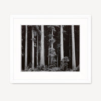 Redwoods, Bull Creek Flat Shop_Repro_MR Ansel Adams Gallery Framed Standard 8x10" White Wood