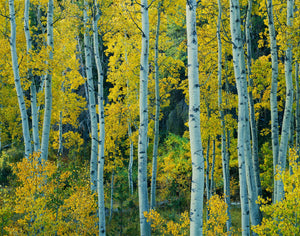 Yellow Aspen, Lee Vining Canyon, Inyo National Forest, California 1983 Shop William Neill 16"x20" 