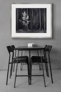 Aspens, Northern New Mexico (H) - Large Print Rolled Ansel Adams Exclusives Ansel Adams 