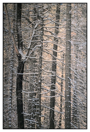Snowy Trees, Yosemite, 2018 Shop Kerik Kouklis 