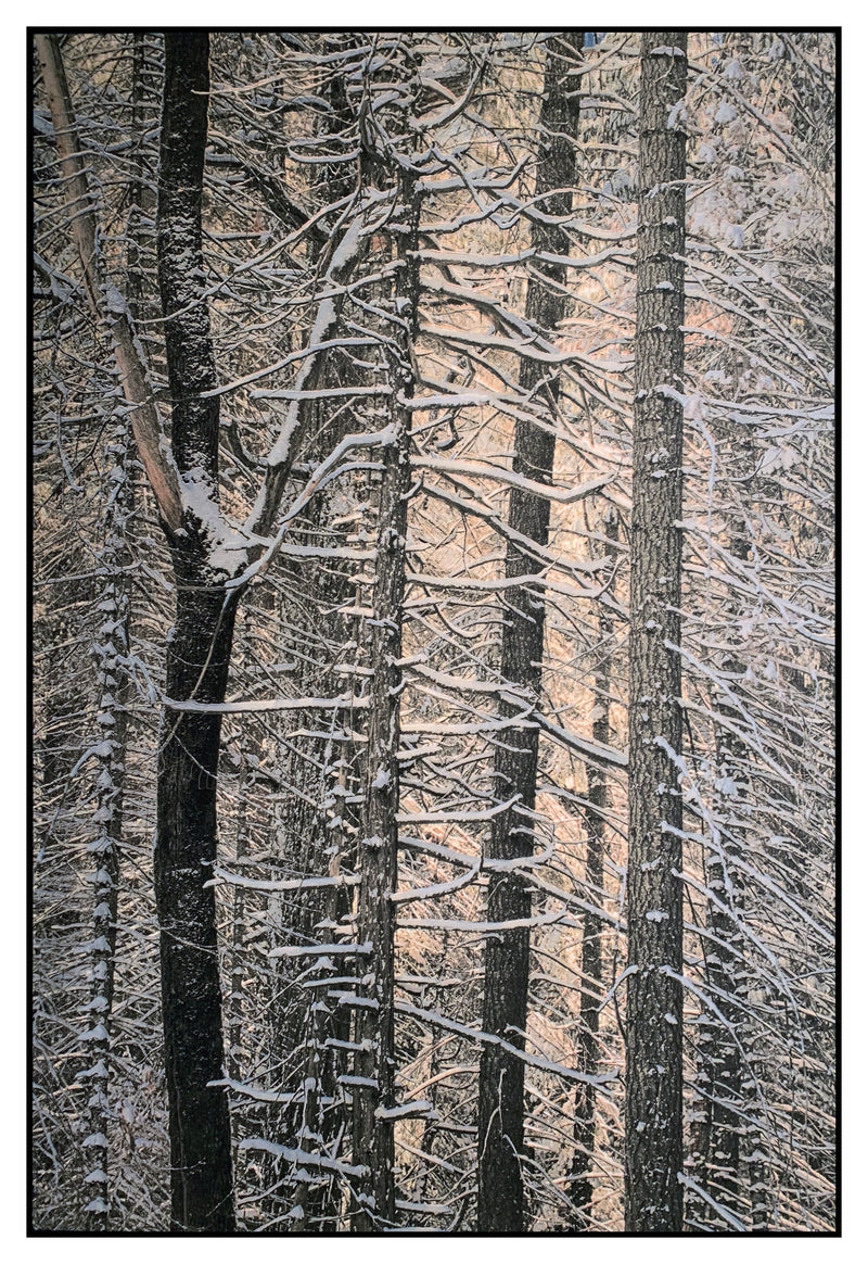 Snowy Trees, Yosemite, 2018 Shop Kerik Kouklis 